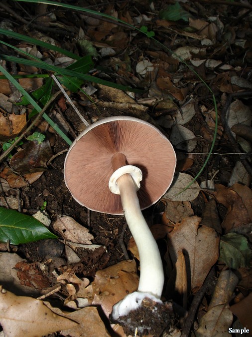 Agaricus moelleri  Wasser